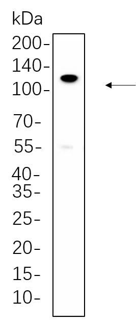 AMRe21049