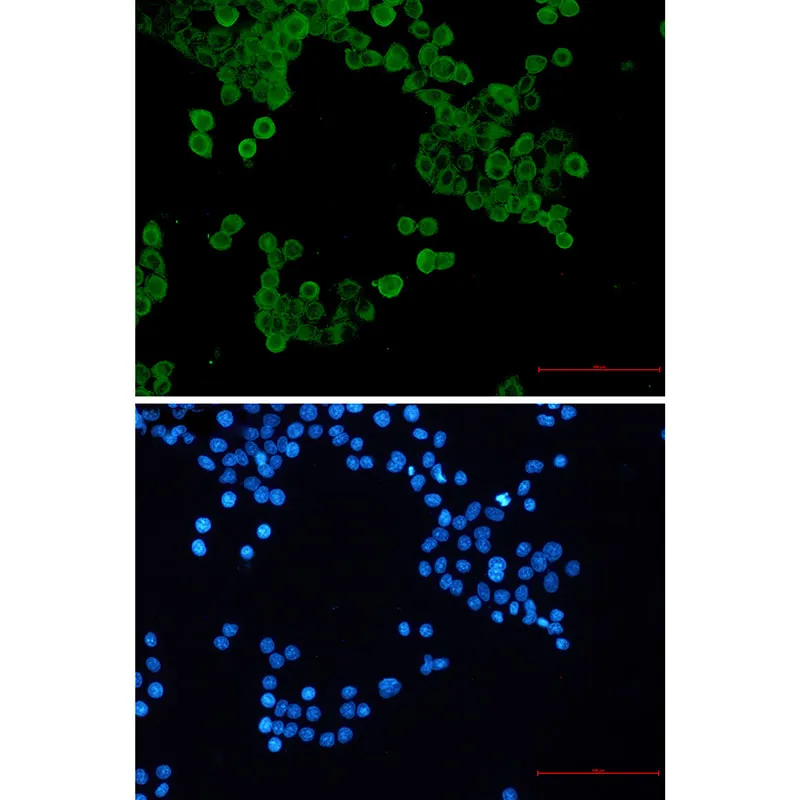 AMRe02837