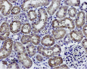 Expression of AQP1 in rat kidney