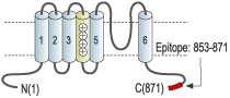 immunogen