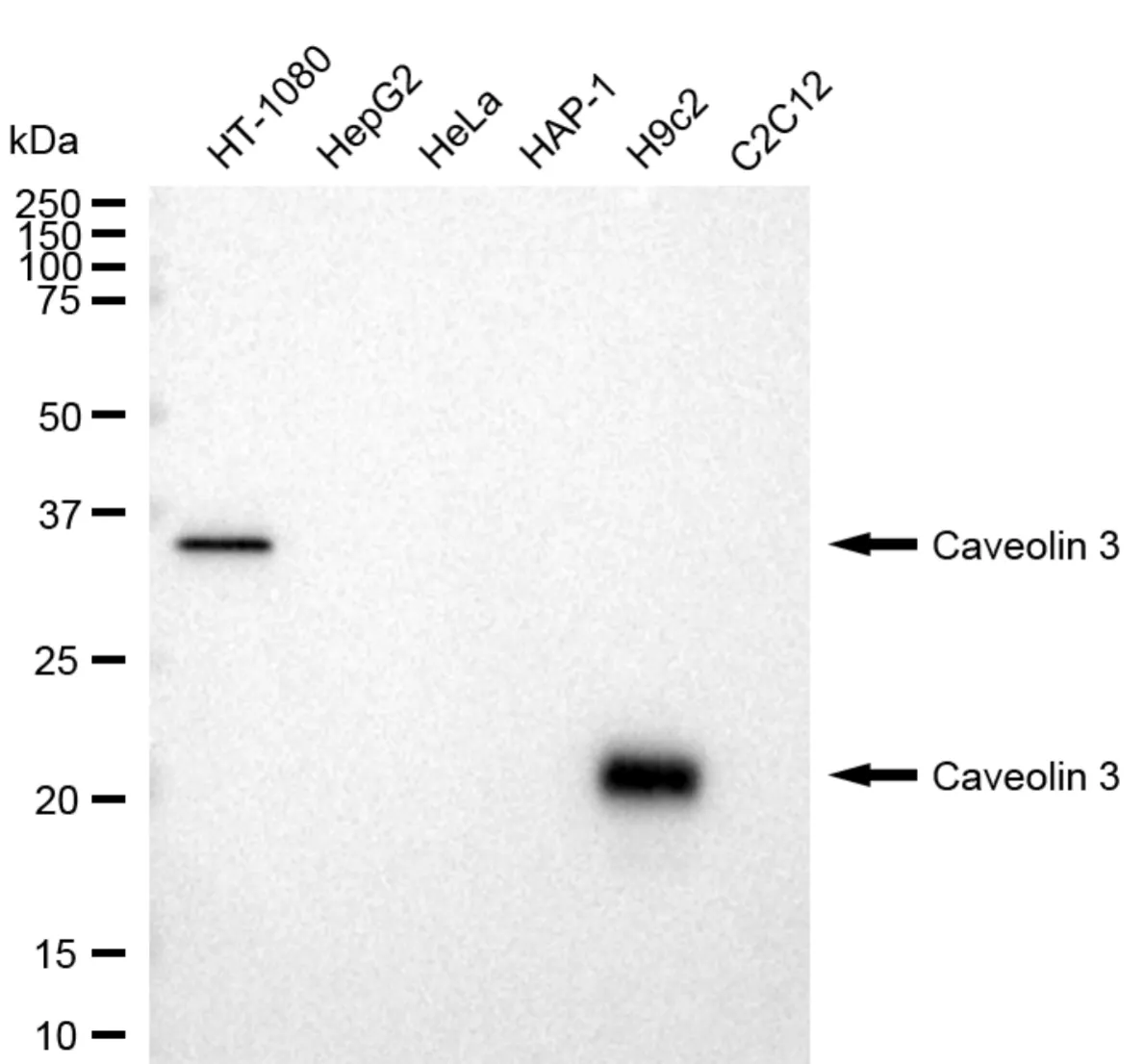 KVAb01555