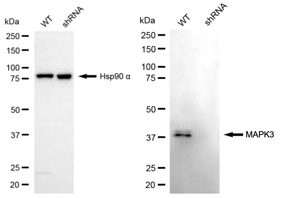 KVAb00610
