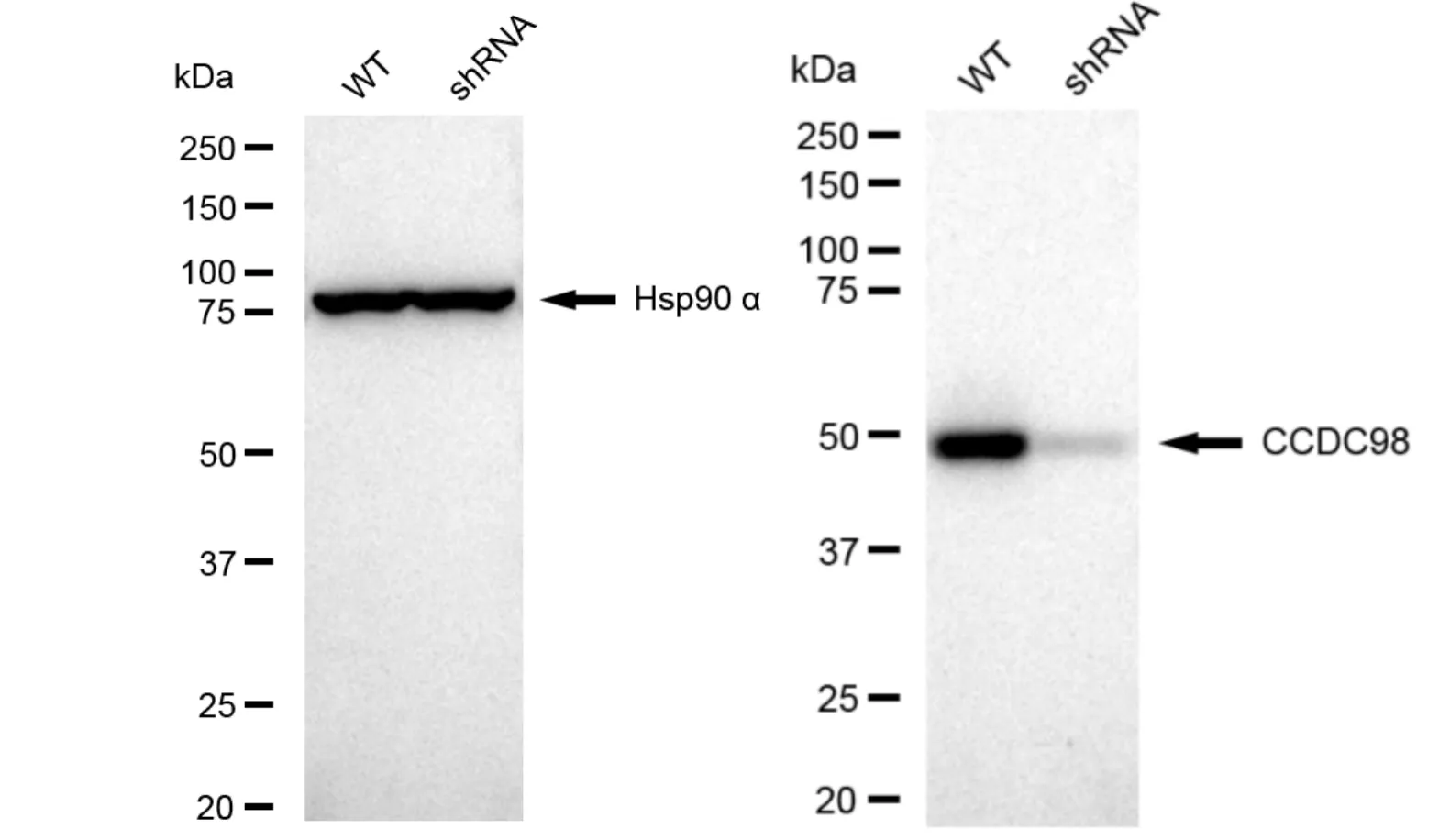KVAb01148