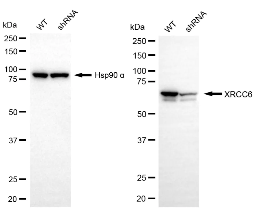 KVAb01838
