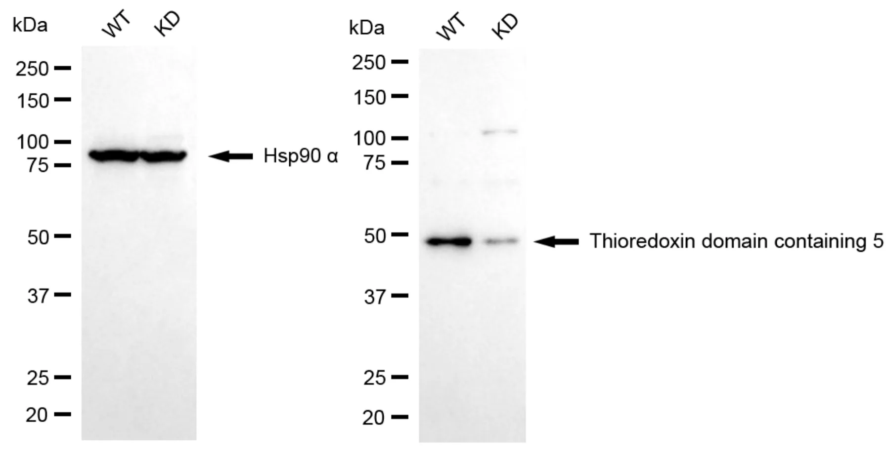 KVAb01707