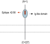 immunogen