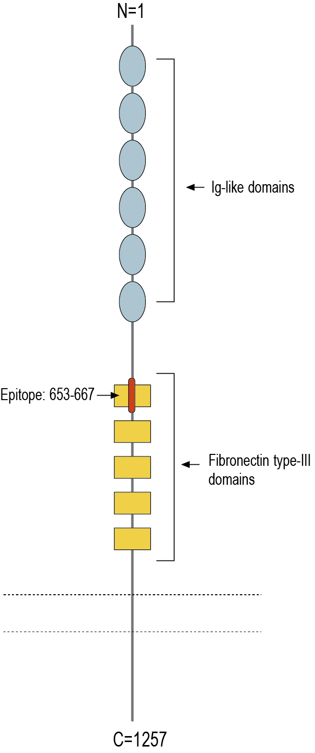immunogen