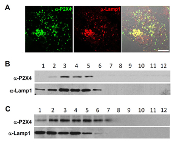 Expression of P2X4 receptor in lysosomes.