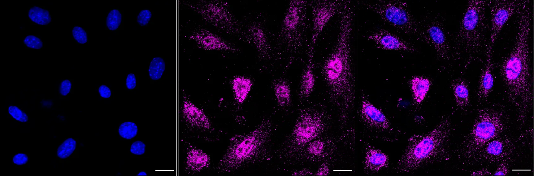 KVAb00702