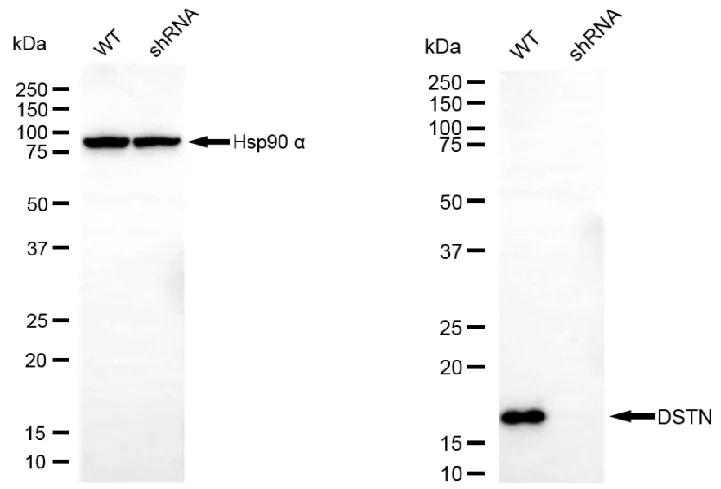 KVAb00696
