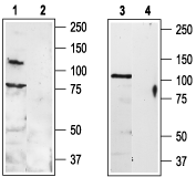 Western blot analysis of rat DRG (lanes 1 and 2) and brain (lanes 3 and 4) lysates: