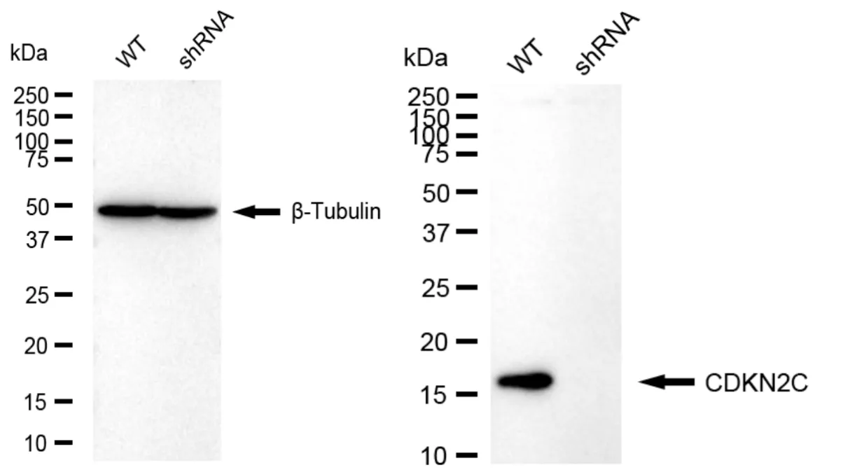 KVAb01802