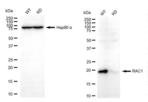 KVAb01874