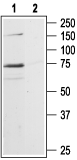 Western blot analysis of rat hippocampus lysates: