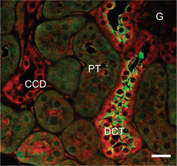 Expression of K ir 4.1 in mouse kidney.