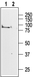 Western blot analysis of rat brain membranes: