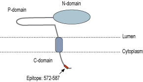 immunogen