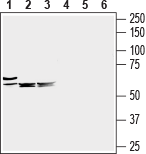 Western blot analysis of mouse heart (lanes 1 and 4), mouse brain (lanes 2 and 5) and rat brain (lanes 3 and 6) lysates :
