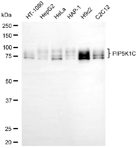 KVAb00364