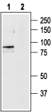 Western blot analysis of rat brain lysates: