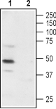 Western blot analysis of rat DRG: