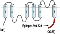 immunogen