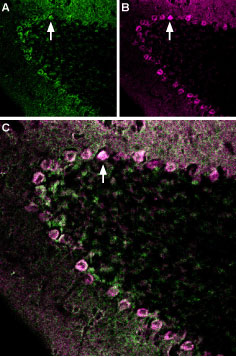 Multiplex staining of Neurexin 1α and GABA(A) ε Receptor in mouse cerebellum