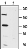 Western blot analysis of rat brain lysates: