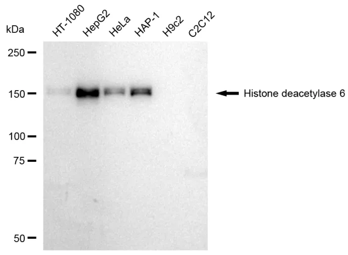 KVAb01048