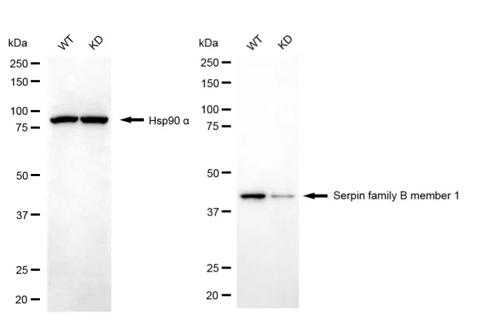 KVAb00654