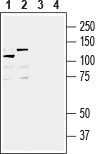 Western blot analysis of mouse brain lysate (lanes 1 and 3) and rat brain lysate (lanes 2 and 4):