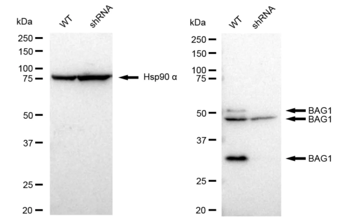 KVAb01640