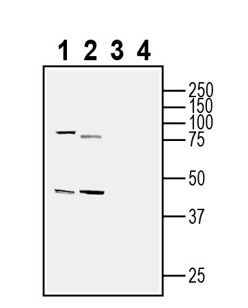 Western blot analysis of rat brain membranes (lanes 1 and 3) and mouse brain lysates (lanes 2 and 4):