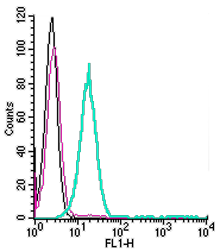 Cell surface detection of µ-Opioid Receptor in live intact mouse BV-2 microglia cells: