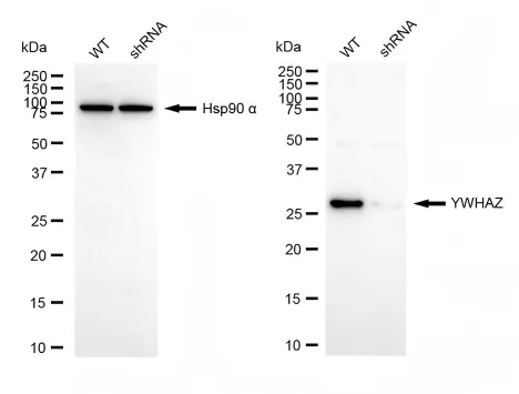 KVAb01921