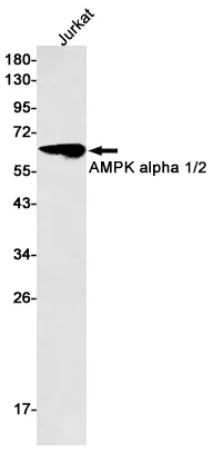 AMRe01566