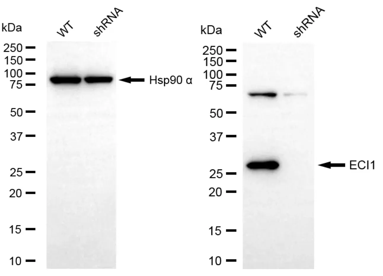 KVAb00341