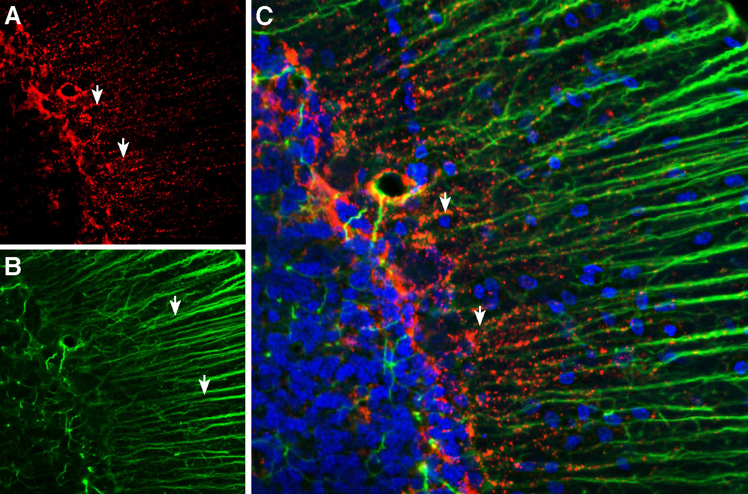 Multiplex staining of Connexin-43 and GFAP in rat cerebellum.