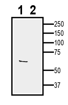 Western blot analysis of mouse P815 mastocytoma cell line lysate: