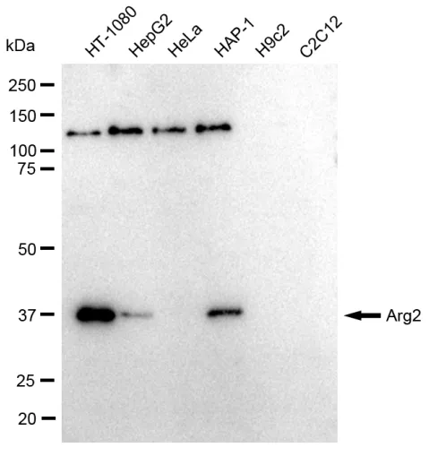 KVAb00190
