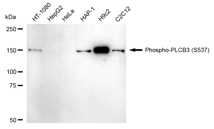 KVAb00933