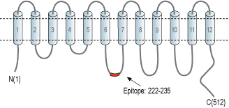 immunogen