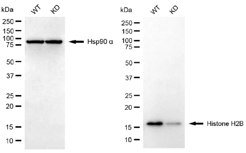 KVAb01411