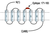 immunogen