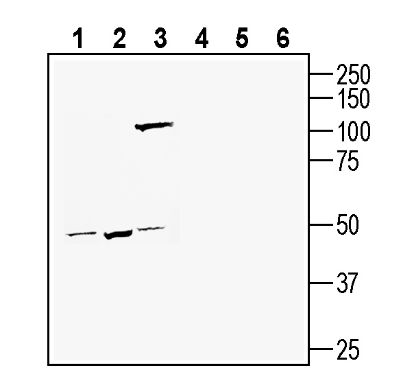 Western blot analysis of human SH-SY5Y neuroblastoma cell line lysate (lanes 1 and 4), human THP-1 monocytic leukemia cell line lysate (lanes 2 and 5) and human LNCaP prostate adenocarcinoma cell line lysate (lanes 3 and 6):