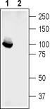 Western blot analysis of mouse brain lysate:
