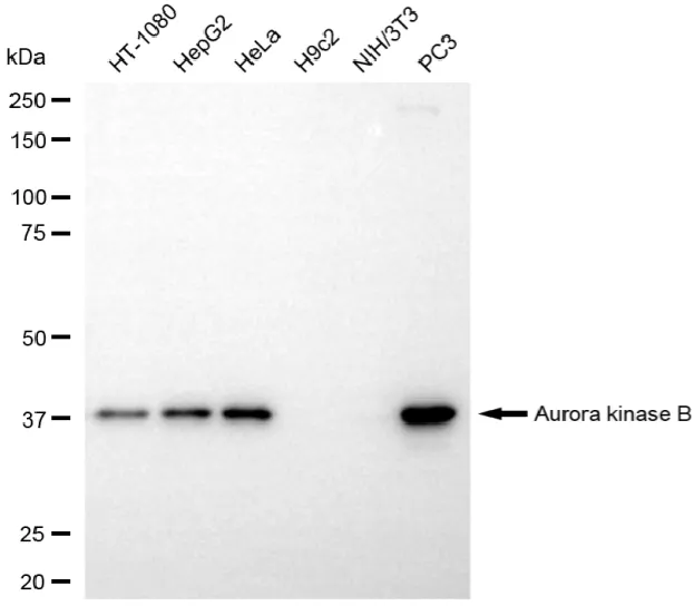KVAb01648