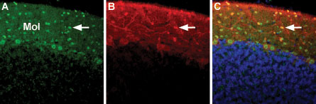 Expression of NCX3 in rat cerebellum