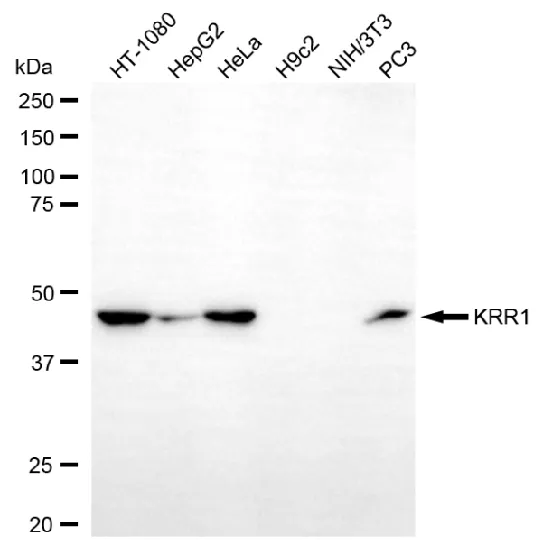 KVAb01885