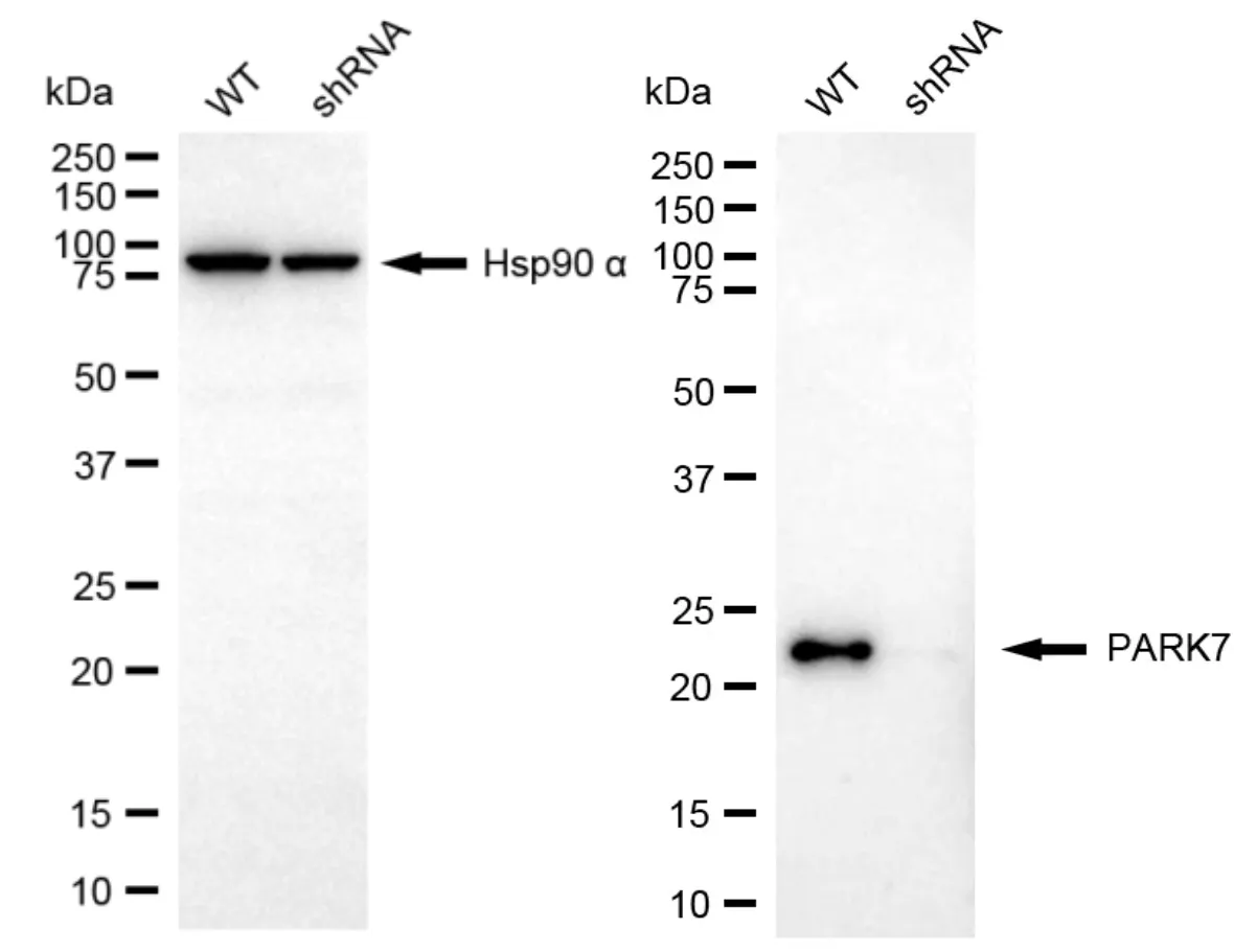 KVAb00461